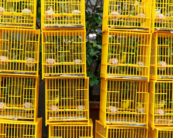 Vögel im Käfig auf dem Vogelmarkt in Hongkong — Stockfoto