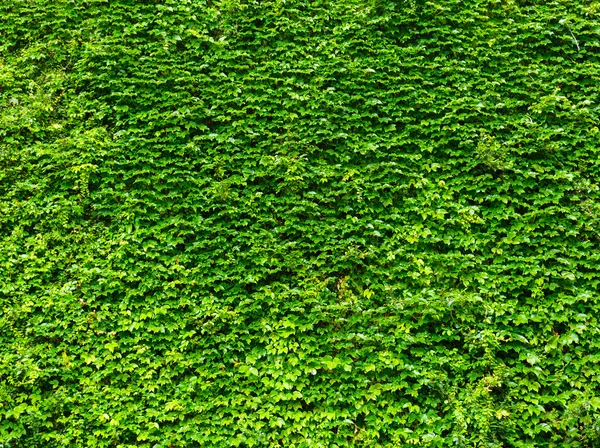 Fondo de hojas de hiedra verde brillante —  Fotos de Stock
