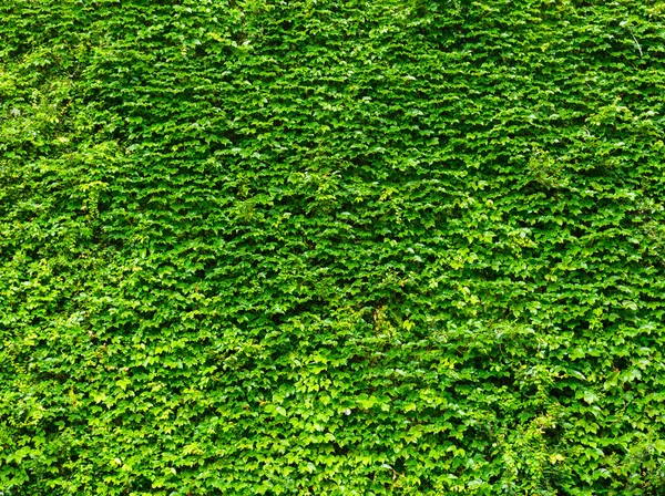 Luminoso verde edera foglie sfondo — Foto Stock