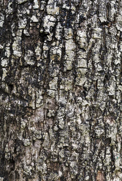 Tree bark texture — Stock Photo, Image