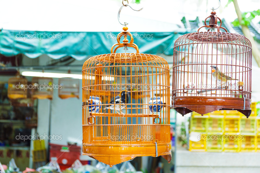 关于香港鸟公园鸟笼——图库图片© leungchopan #28586315