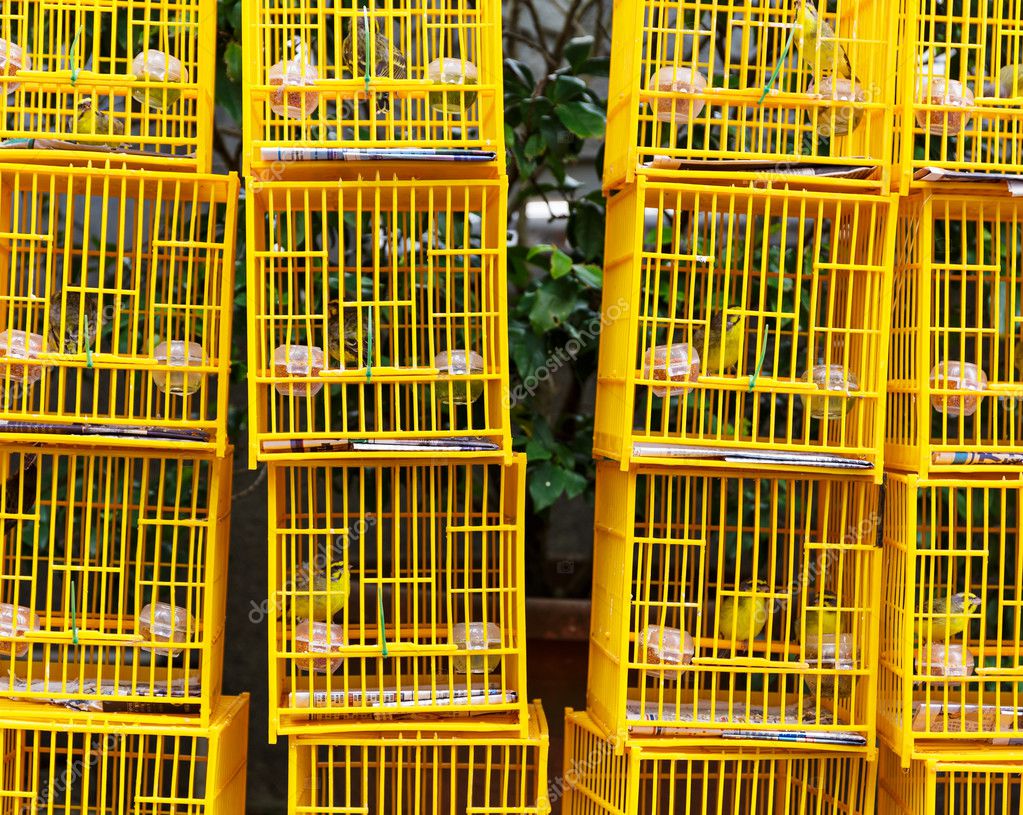 Birds in cage at birds market in Hongkong Stock Photo by ©leungchopan