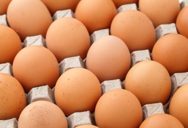 çiftlik yumurta kağıt konteyner