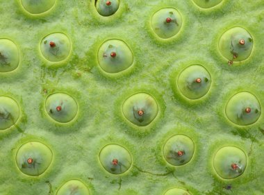 Lotus tohumu yakın çekim