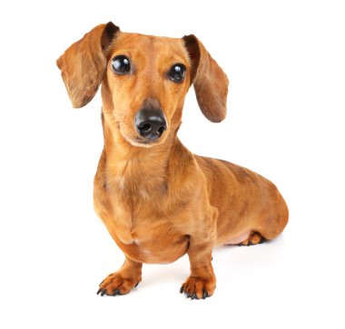 Dachshund Köpek portre