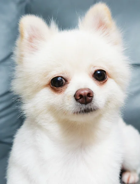 Câine Pomeranian — Fotografie, imagine de stoc