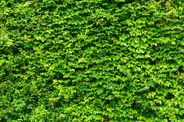 Green ivy leaves — Stock Photo, Image