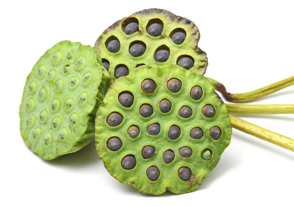 Bouquet of Lotus seed pod — Stock Photo, Image