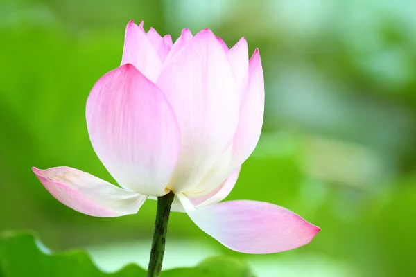 Pink lotus close up — Stock Photo, Image