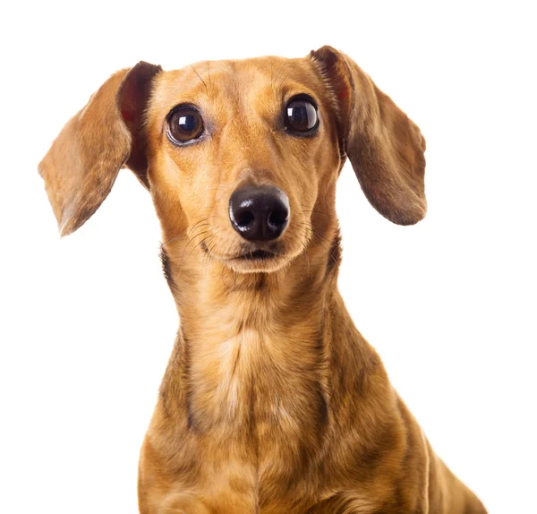 Dachshund Köpek — Stok fotoğraf