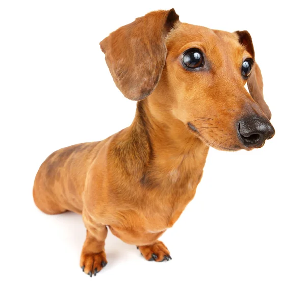 Cão dachshund — Fotografia de Stock