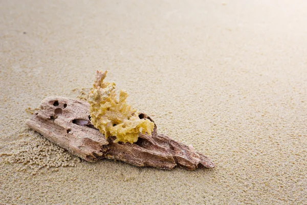 Drijfhout en koraal op strand — Stockfoto