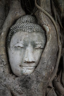 Buda'nın kafasından bir ağaç gövdesi, wat mahathat