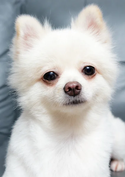 Câine Pomeranian — Fotografie, imagine de stoc