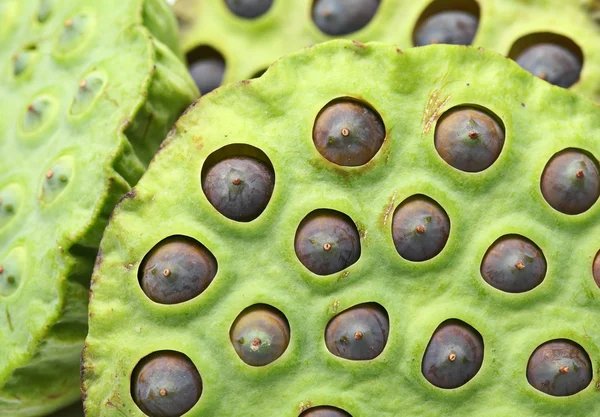 Baccello di semi di loto — Foto Stock