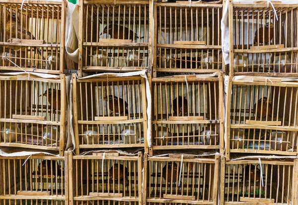 Vogelmarkt in Hongkong — Stockfoto