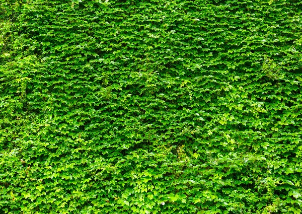 Hiedra verde deja pared — Foto de Stock