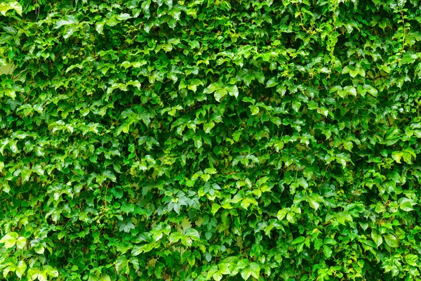 Parede de planta verde — Fotografia de Stock