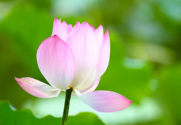 Lotus pond — Stock Photo, Image