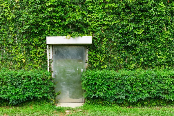 Green ivy leaves wall with metal door — Stock Photo, Image