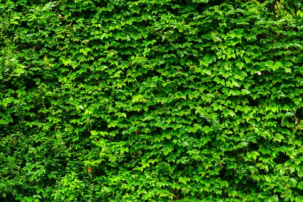Zelených rostlin zeď — Stock fotografie