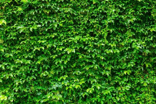 Yeşil bitki duvar — Stok fotoğraf