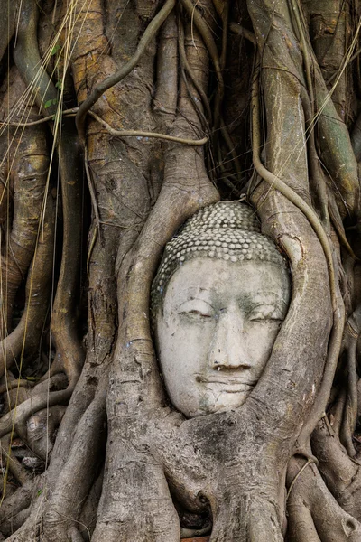Oude boom met Boeddha hoofd in wat mahathat — Stockfoto
