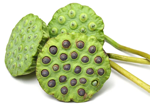 Bouquet of Lotus seed pod — Stock Photo, Image