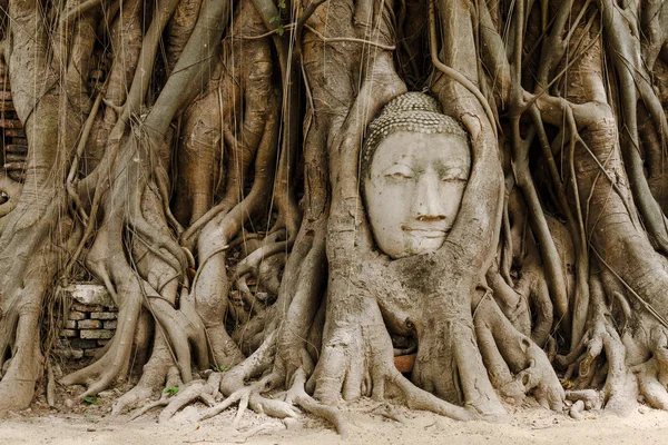 Régi fa buddha-fej, Ayutthaya — Stock Fotó