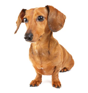 Dachshund Köpek