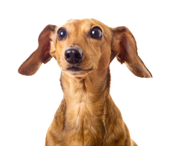 Dachshund dog — Stock Photo, Image