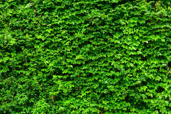 녹색 식물 벽 — 스톡 사진