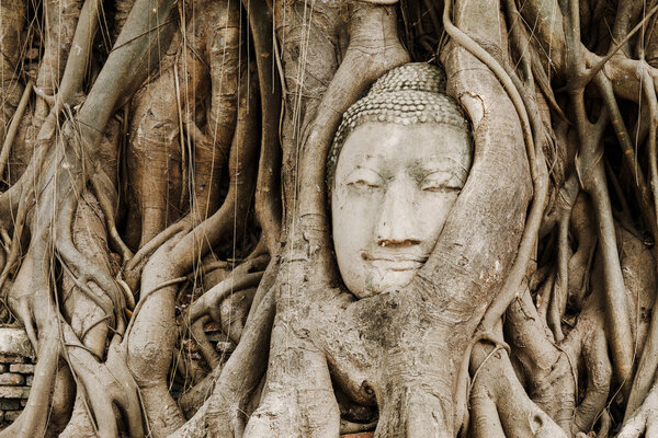 Old tree with buddha head in Ayutthaya