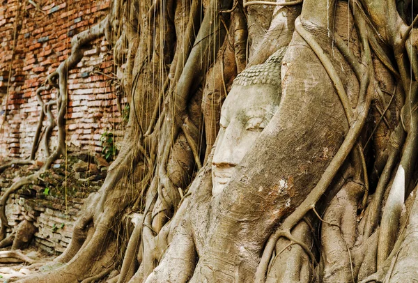 Buddha head in old tree — Stock Photo, Image