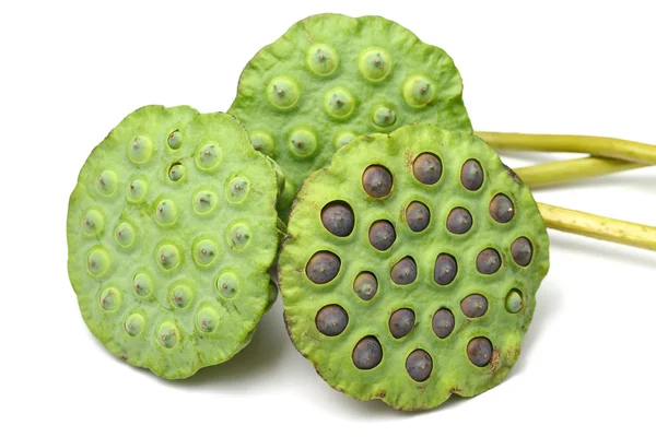 Bouquet of Lotus seed pod — Stock Photo, Image