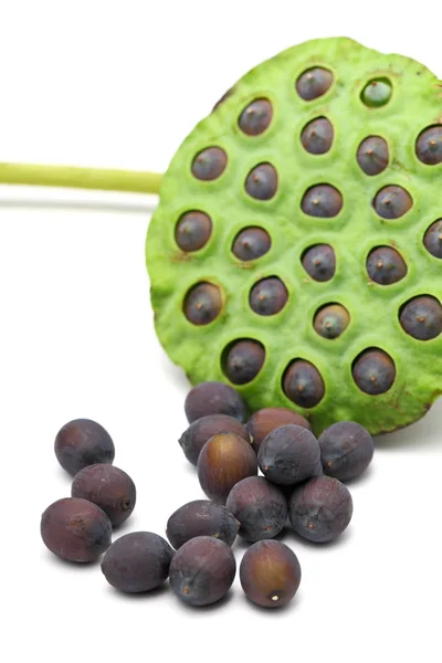 Lotus seed and pod — Stock Photo, Image