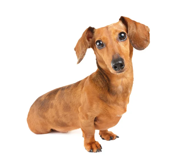Dachshund cão retrato — Fotografia de Stock