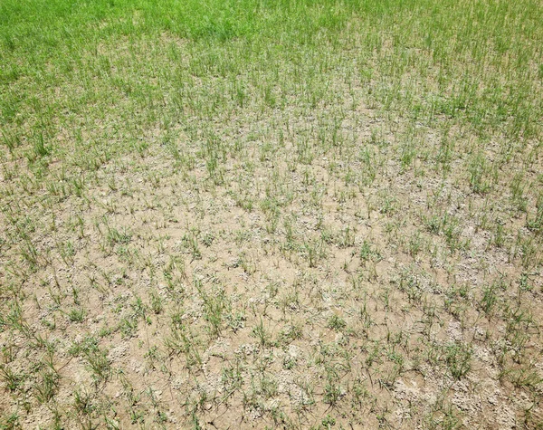 Suszone trawy — Zdjęcie stockowe
