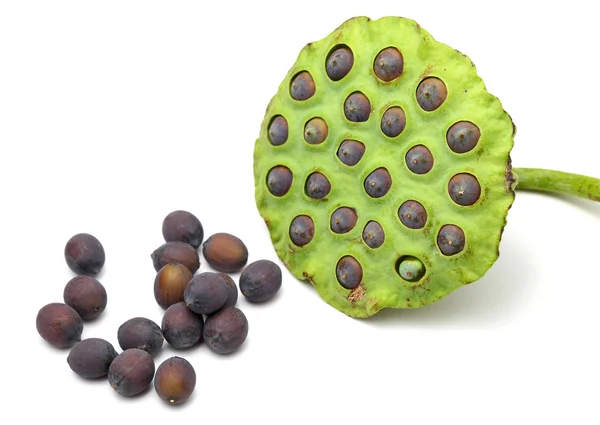 Lotus seed and pod — Stock Photo, Image