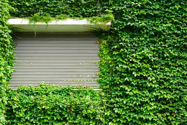 Green ivy leaves wall with metal roller shutter — Stock Photo, Image