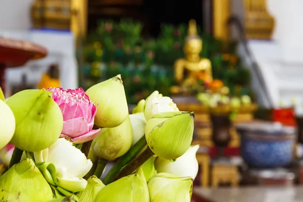 Brote de loto en Tailandia templo — Foto de Stock
