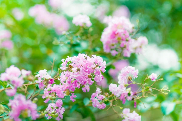 Pink flower tree — Stock Photo, Image