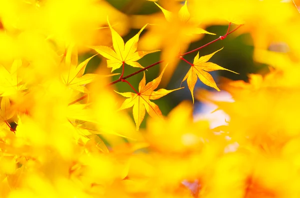 Yellow maple leaves background — Stock Photo, Image