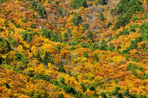 가을 숲 — 스톡 사진