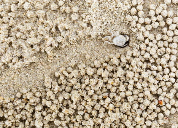 Small white crab moving sand balls