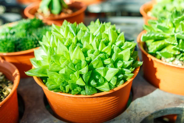 Succulent plant in pot — Stock Photo, Image