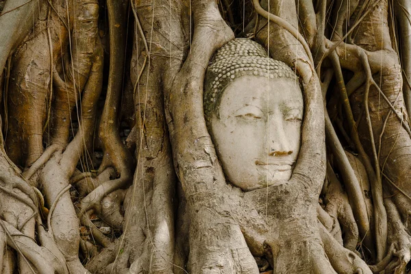 Oude boom met Boeddha hoofd in ayutthaya — Stockfoto