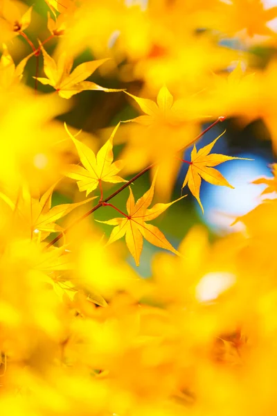 Yellow maple leaves background — Stock Photo, Image