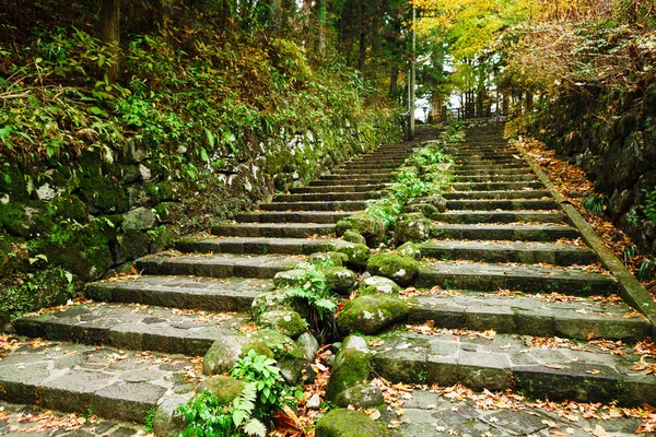 秋の森を抜ける道 — ストック写真