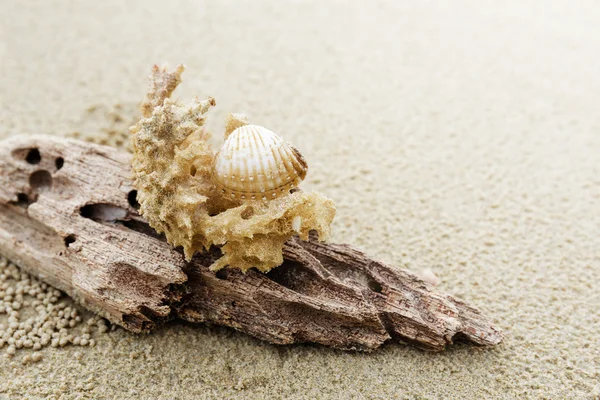 Driftwood and coral on beach — Stock Photo, Image